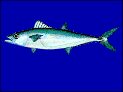Grammatorcynus bilineatus