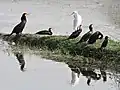 Cormorans (Phalacrocorax carbo)