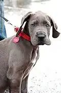 Portrait de chiot danois de couleur bleu argenté.