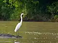 Grande aigrette(Sabah, Malaisie).