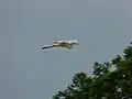Grande aigrette en vol(Sabah, Malaisie).
