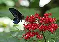 Papillon Grand Mormon
