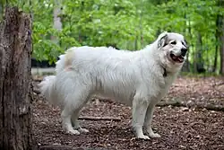 Chien de montagne des Pyrénées.