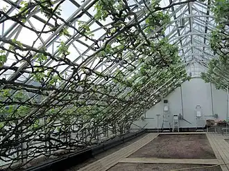 Vignes sous serre à Great Vine House, Hampton Court, Londres.