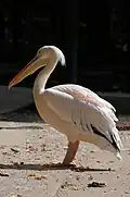 Pélican blanc d'Afrique
