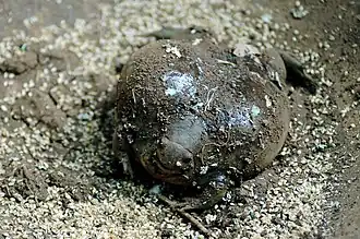 Description de l'image Greater Balloon Frog.JPG.