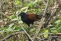 Grand coucal