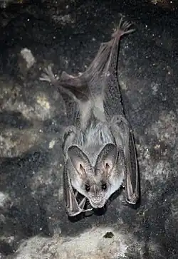 Megaderma lyra