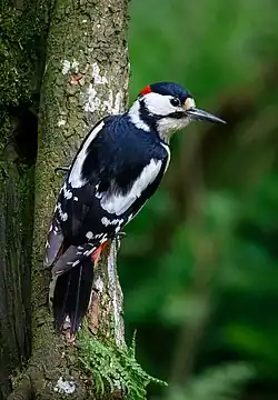 Oiseau de taille moyenne blanc et noir, avec quelques accents rouges et muni d'un long bec pointu, perché sur un tronc.