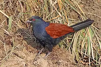 Centropus sinensis