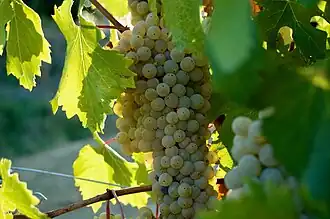 Grechetto