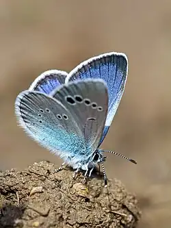 Glaucopsyche alexis