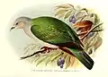 Dessin de Ducula aenea