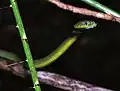 Adulte, parc national de Khao Yai, Thaïlande