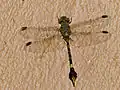 Paragomphus genei ♂(Parc national Kruger, Afrique du Sud)