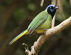 Cyanocorax luxuosus