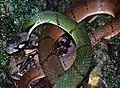 Rhabdophis nigrocinctus