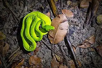 Python vert (Morelia viridis ssp. shireenae) près de la Lockhart River (Queensland)&nbsp;(en), Australie. Janvier 2022.