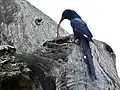 Irrisor moqueur (Parc national Kruger, Afrique du Sud)