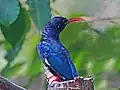 Irrisor moqueur (zoo de Caroline du Nord)