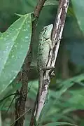 Agame non identifié.