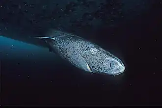 Le requin du Groenland s'observe entre 200&nbsp;et 300&nbsp;mètres de profondeur.