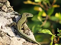 Lézard des murailles
