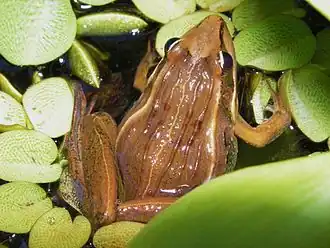 Ptychadena mascareniensis.