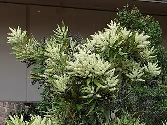 Description de l'image Grevillea baileyana 1.jpg.