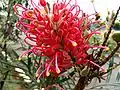 Inflorescence.