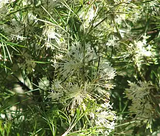 Description de l'image Grevillea corrugata.jpg.