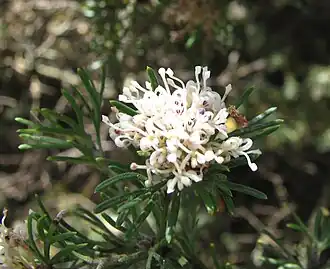 Description de l'image Grevillea crithmifolia.jpg.