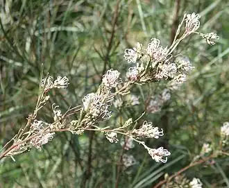 Description de l'image Grevillea_endlicheriana.jpg.