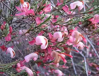 Description de l'image Grevillea_involucrata.jpg.