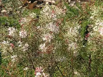 Description de l'image Grevillea_levis.jpg.