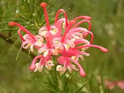Inflorescence, forme claire.
