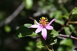 Description de l'image Grewia occidentalis IMG 2719.JPG.