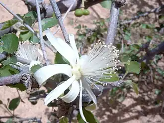 Grewia tenax