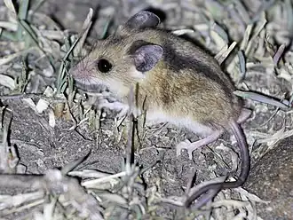 Description de l'image Grey Climbing Mouse.jpg.