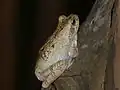 Chiromantis xerampelina (Parc national Kruger, Afrique du Sud)