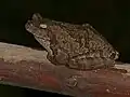 Chiromantis xerampelina (Parc national Kruger, Afrique du Sud)