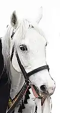 Photographie de la tête d'un cheval gris