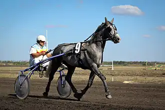 Trotteur d'Orlov moderne à l'entraînement.
