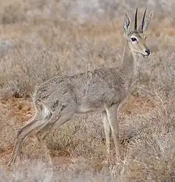 Antilope-chevreuil (Pelea capreolus).