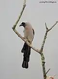 Pie grise (témia de Swinhoe)