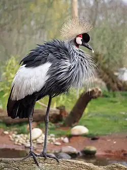 Balearica regulorum (Gruiformes).