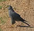 Faucon ardoisé (Falco ardosiaceus) (Queen Elizabeth National Park, Ouganda)