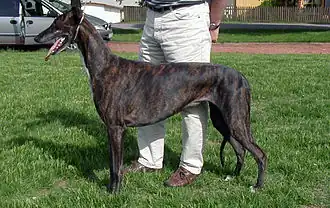 Greyhound noir et roux bringé.