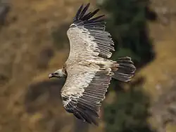 Vautour chauve.