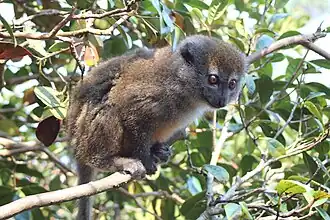 Hapalemur griseus